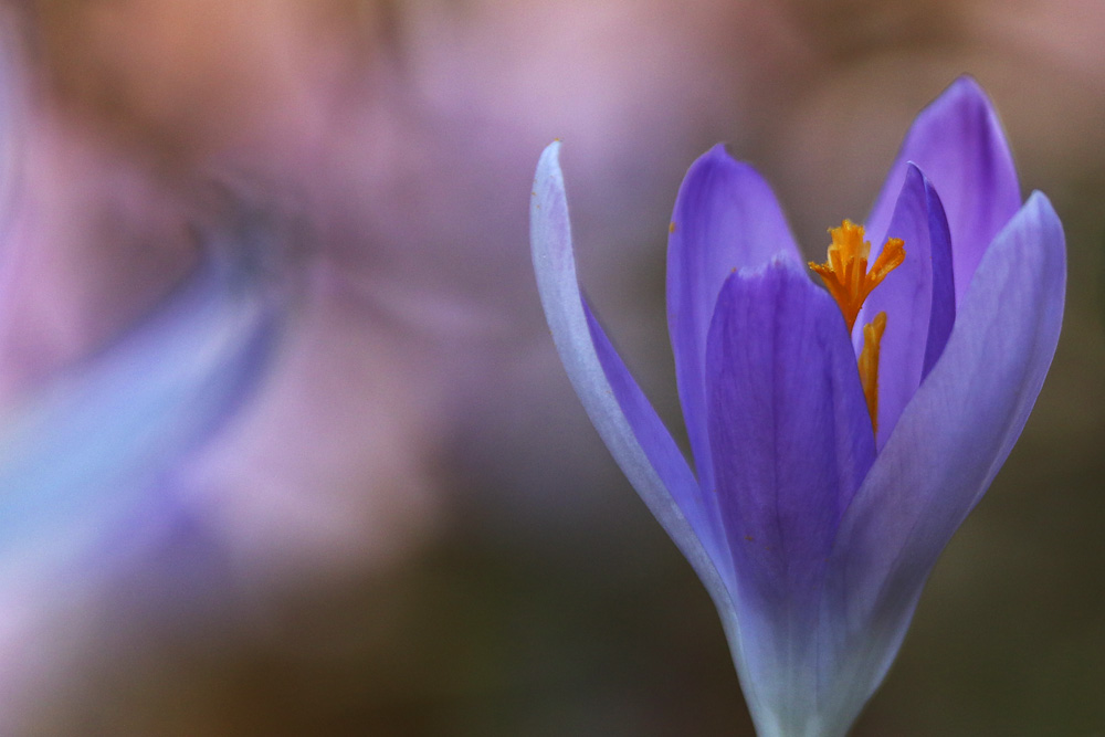 Krokusblüte gegen Abend