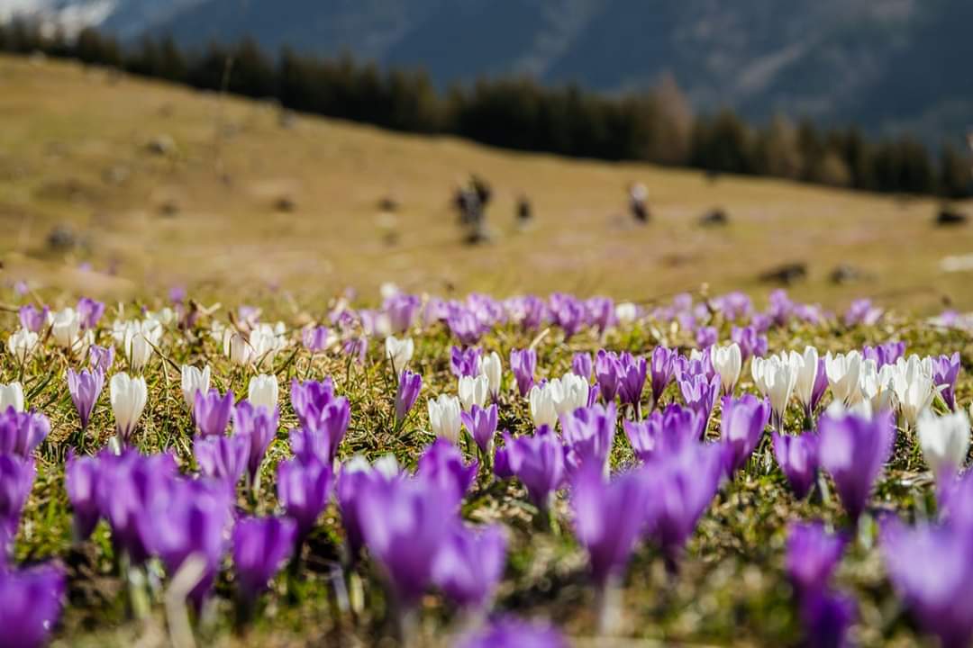 Krokusblüte Heuberg 