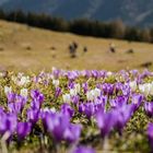 Krokusblüte Heuberg 