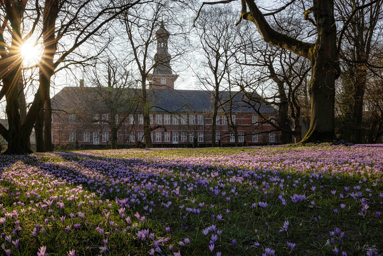 Krokusblüte Husum - 1