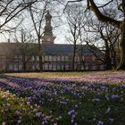 Krokusblüte Husum - 1