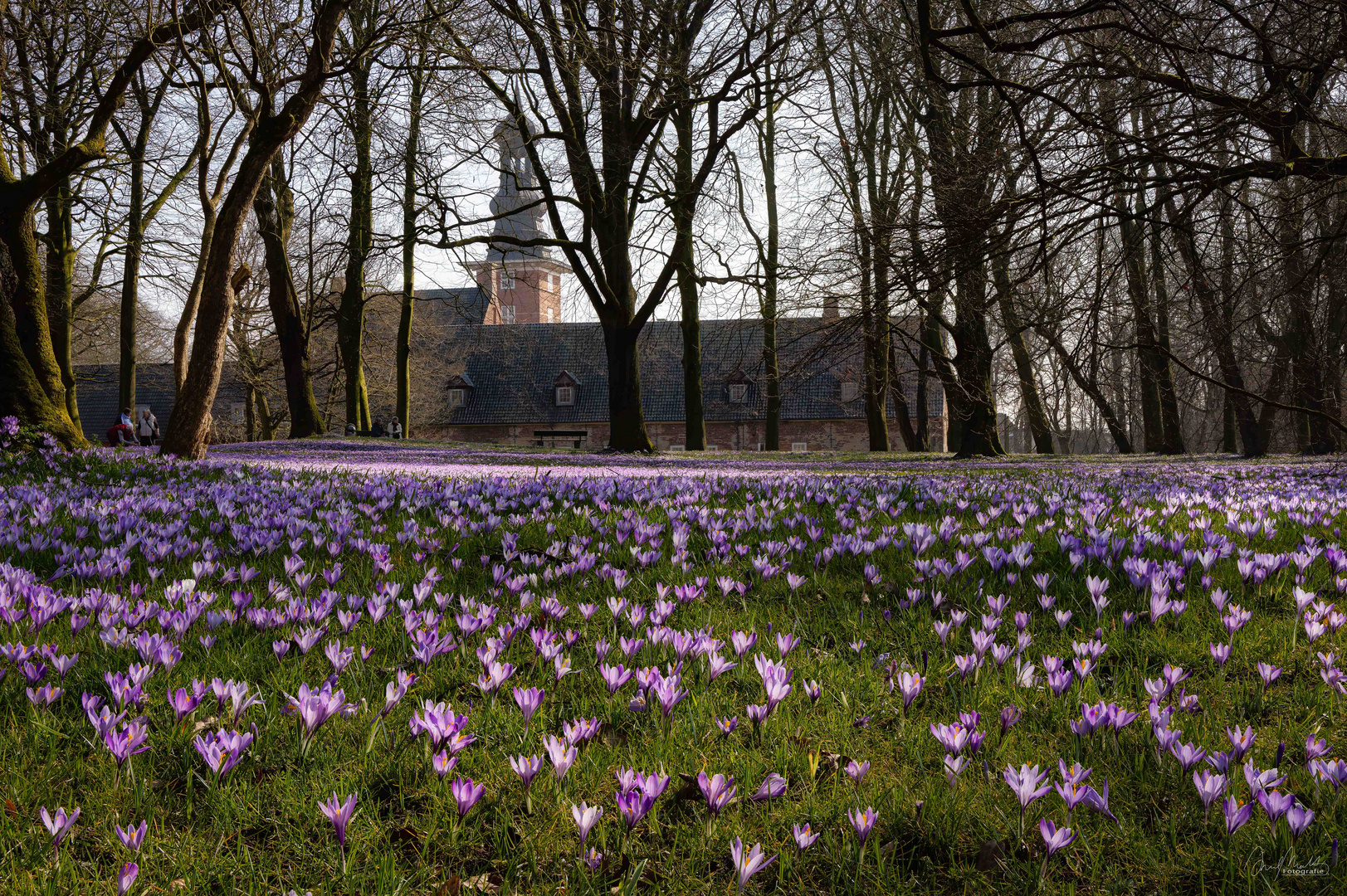 Krokusblüte Husum - 2