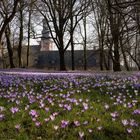 Krokusblüte Husum - 2