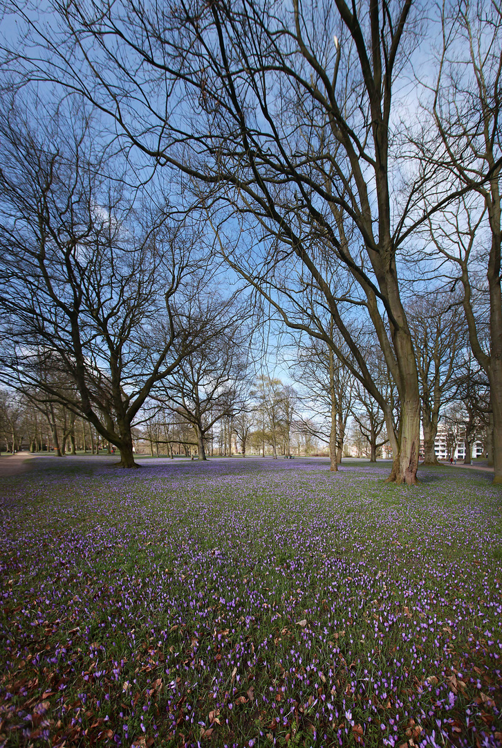 Krokusblüte Husum -2-