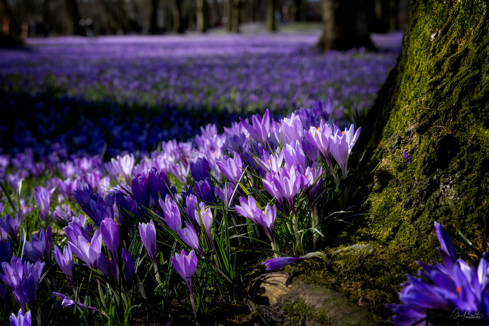 Krokusblüte Husum - 3