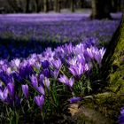 Krokusblüte Husum - 3