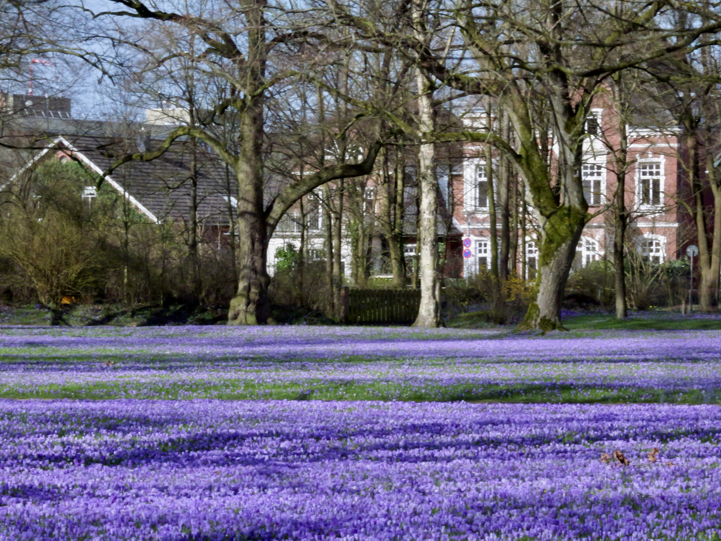 Krokusblüte Husum