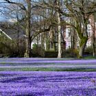 Krokusblüte Husum