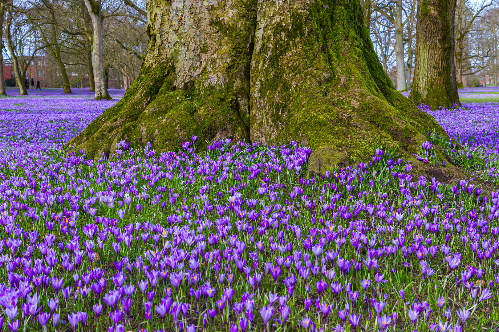 Krokusbluete Husum