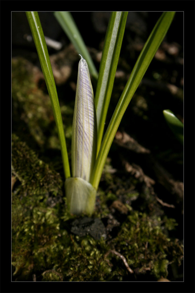 Krokusblüte (I)