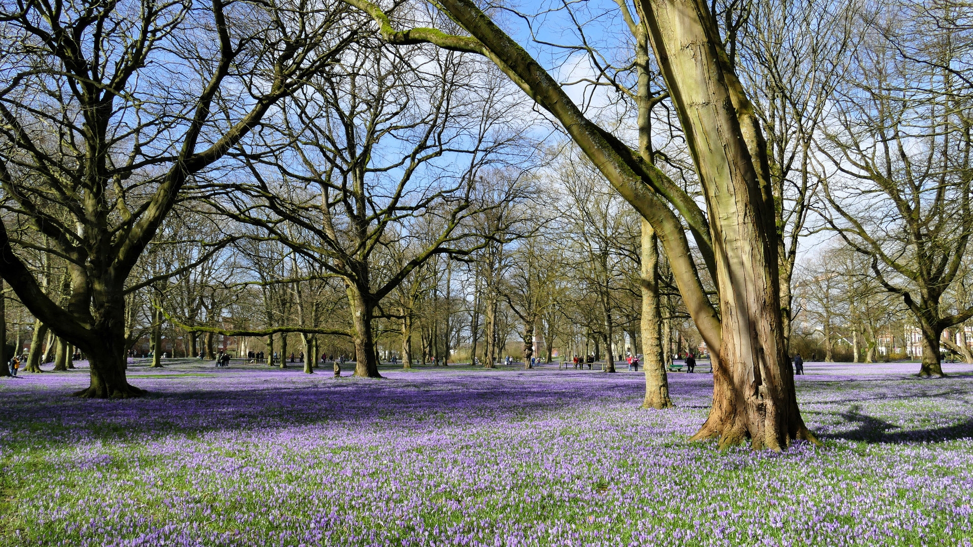 Krokusblüte II