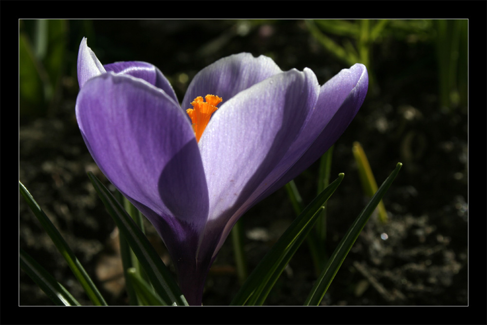 Krokusblüte (II)