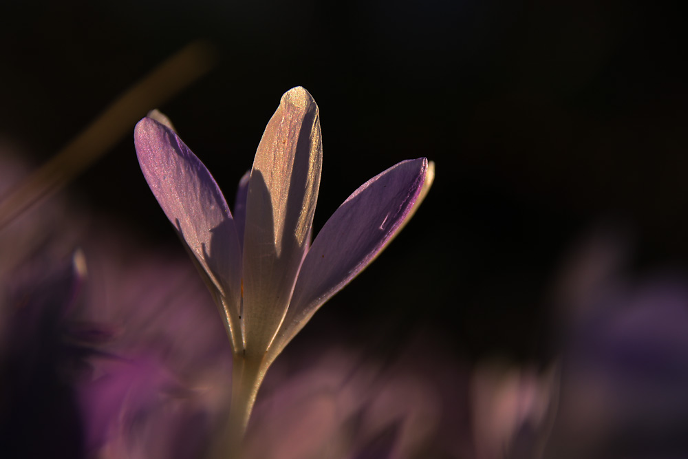 Krokusblüte im abendlichen Gegenlicht