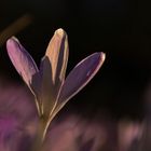 Krokusblüte im abendlichen Gegenlicht