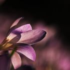 Krokusblüte im Abendlicht