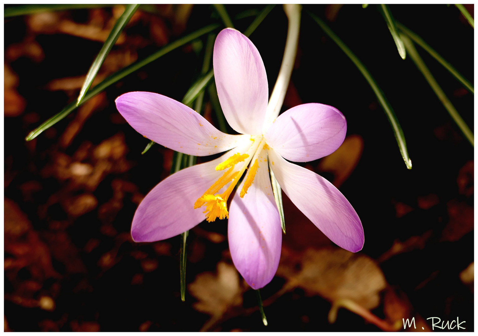 Krokusblüte im frühen Morgenlicht !