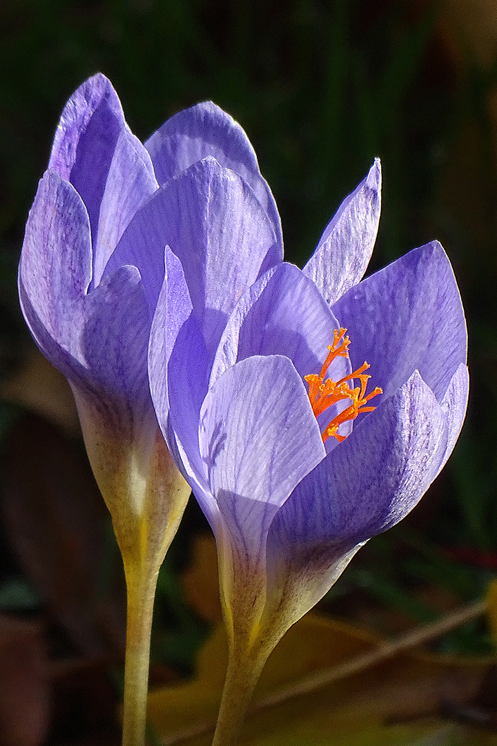 Krokusblüte im Herbst