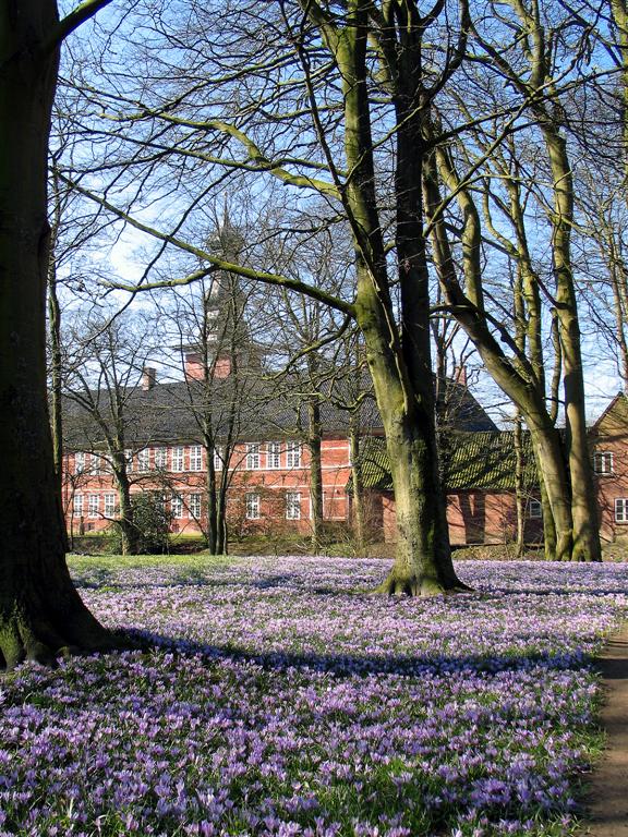 Krokusblüte im Husumer Schloßpark