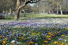 Krokusblüte im Lübecker Stadtpark