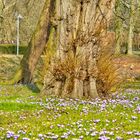 Krokusblüte im Schlossgaten Husum #1