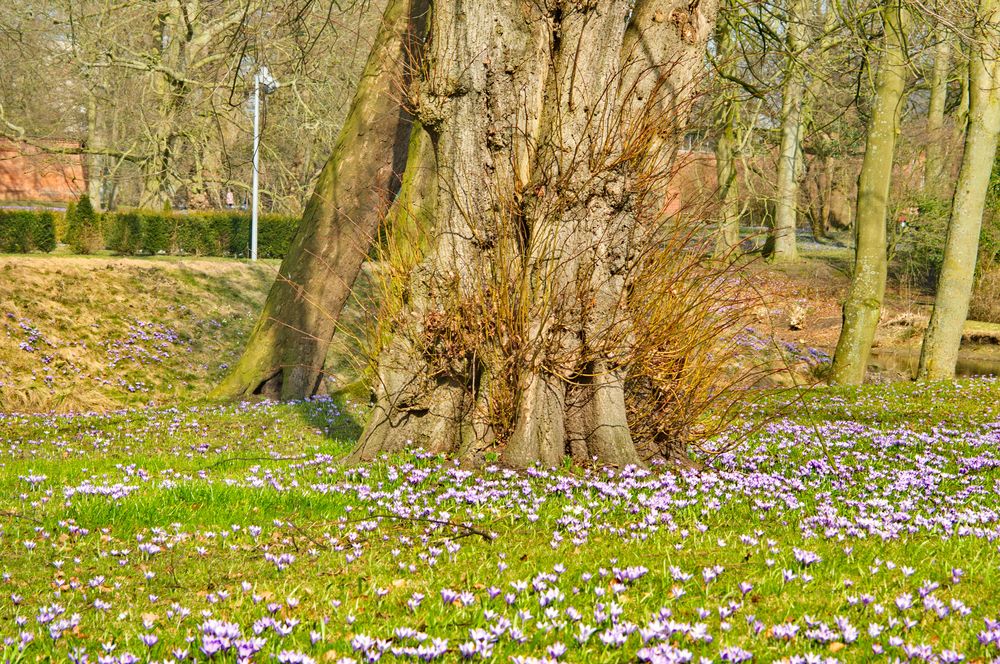 Krokusblüte im Schlossgaten Husum #1