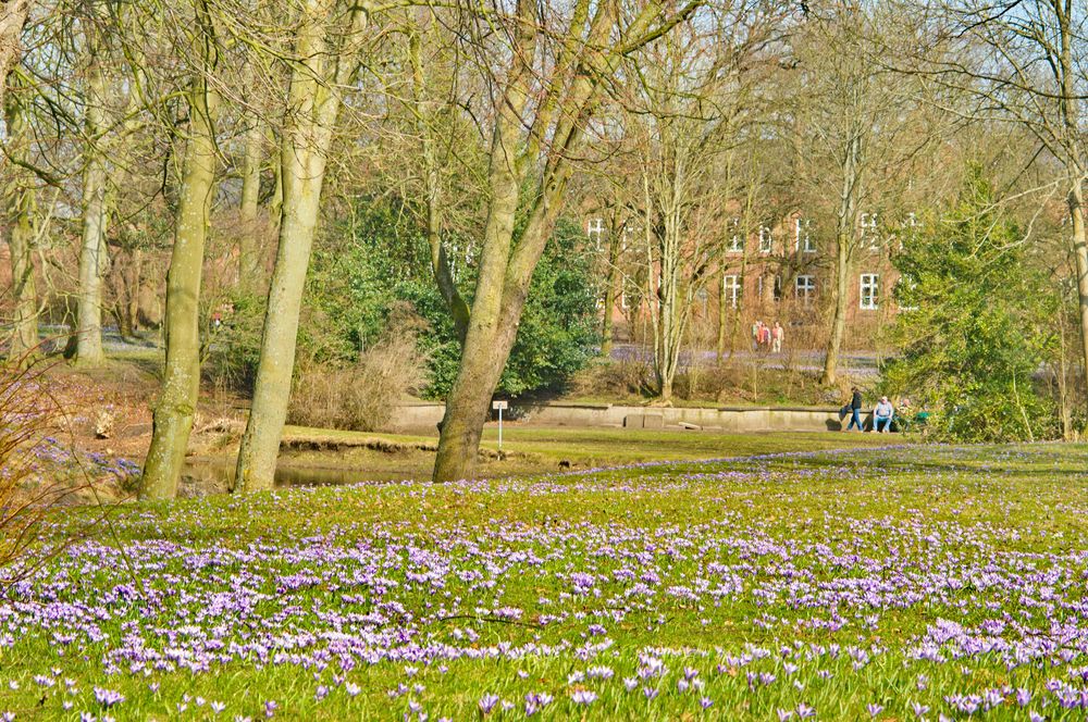 Krokusblüte im Schlossgaten Husum #2