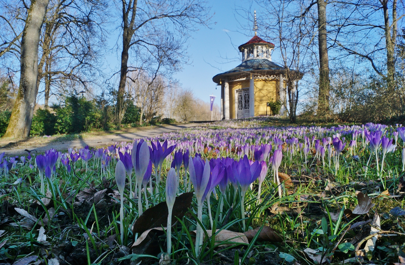 Krokusblüte im Schlosspark.