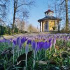 Krokusblüte im Schlosspark.