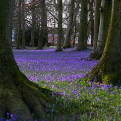 Krokusblüte im Schlosspark