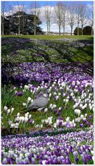 Krokusblüte im Schlosspark Bad Homburg