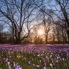 Krokusblüte im Schlosspark Husum