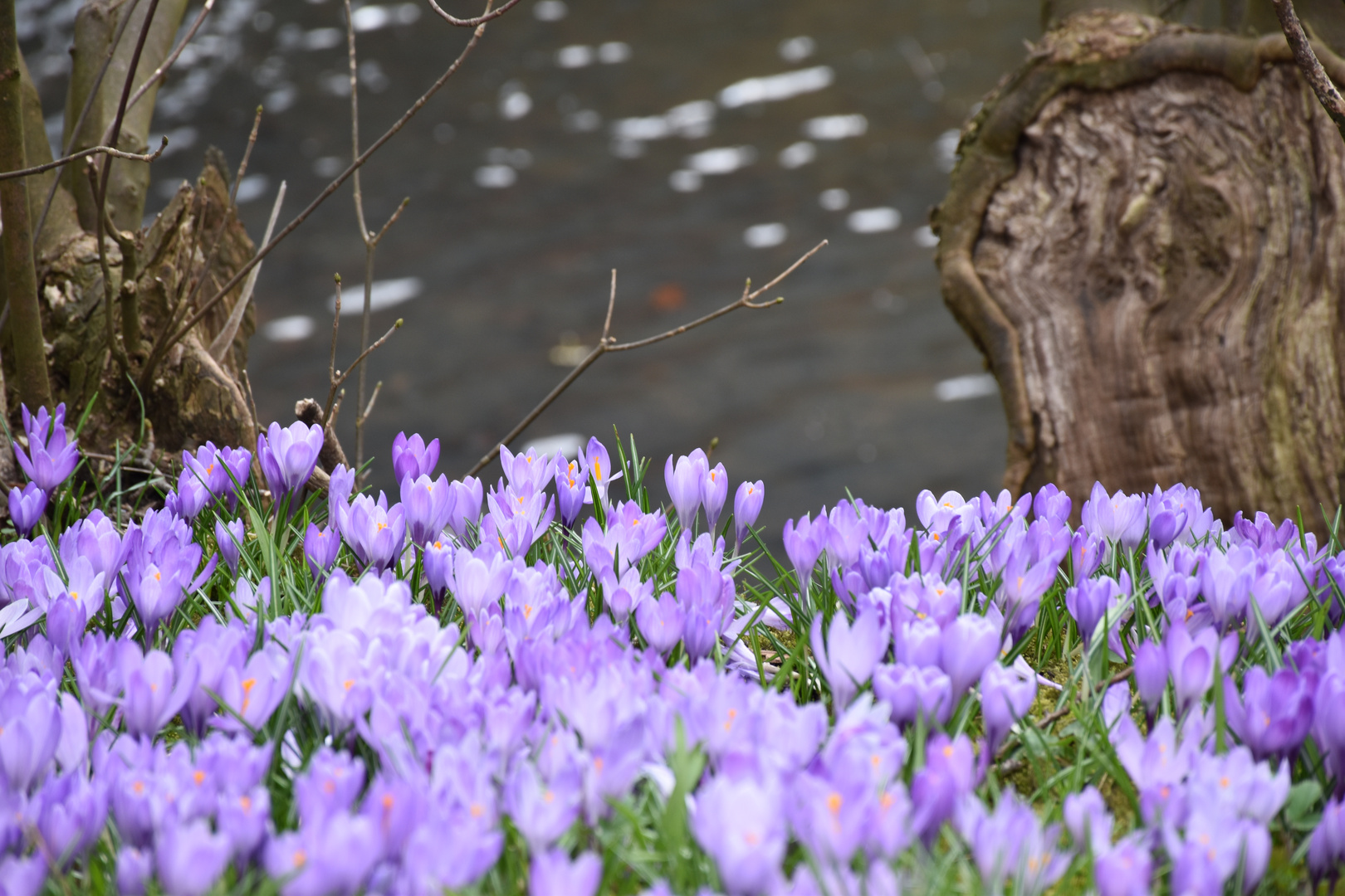 Krokusblüte im Schlosspark Husum