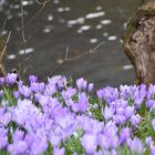 Krokusblüte im Schlosspark Husum