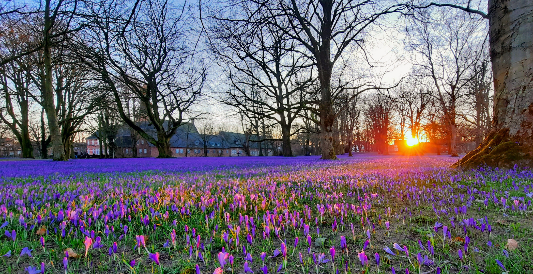 Krokusblüte im Schlosspark Husum Foto & Bild lila, natur, krokus