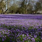 Krokusblüte im Schlosspark Husum