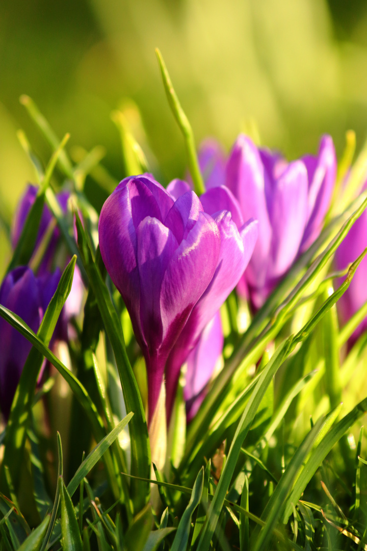 Krokusblüte im Sonnenuntergang