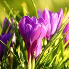 Krokusblüte im Sonnenuntergang