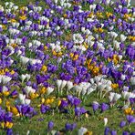 Krokusblüte in Büdelsdorf