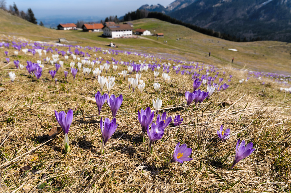 Krokusblüte in den Bergen