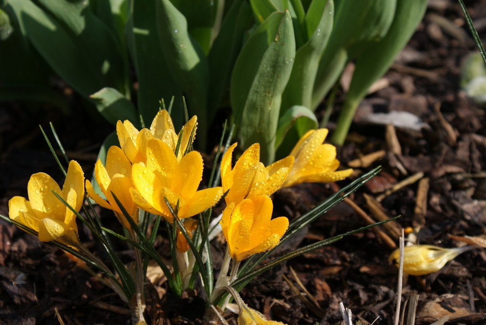 "Krokusblüte in der Sonne"