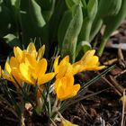 "Krokusblüte in der Sonne"