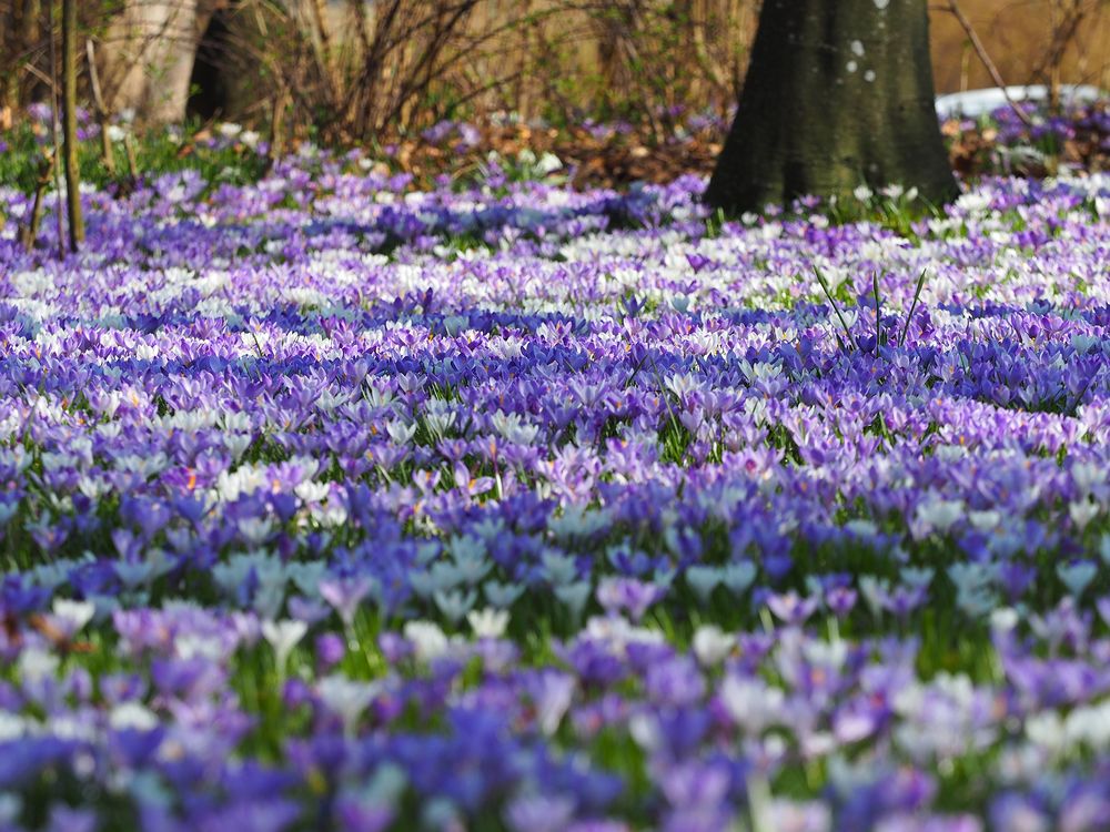 Krokusblüte in Flensburg