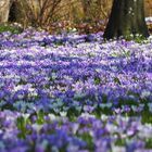 Krokusblüte in Flensburg