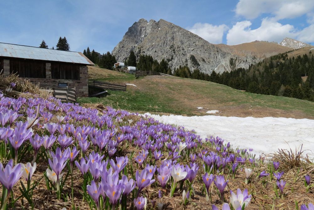 Krokusblüte in Hafling