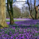 Krokusblüte in Husum 1