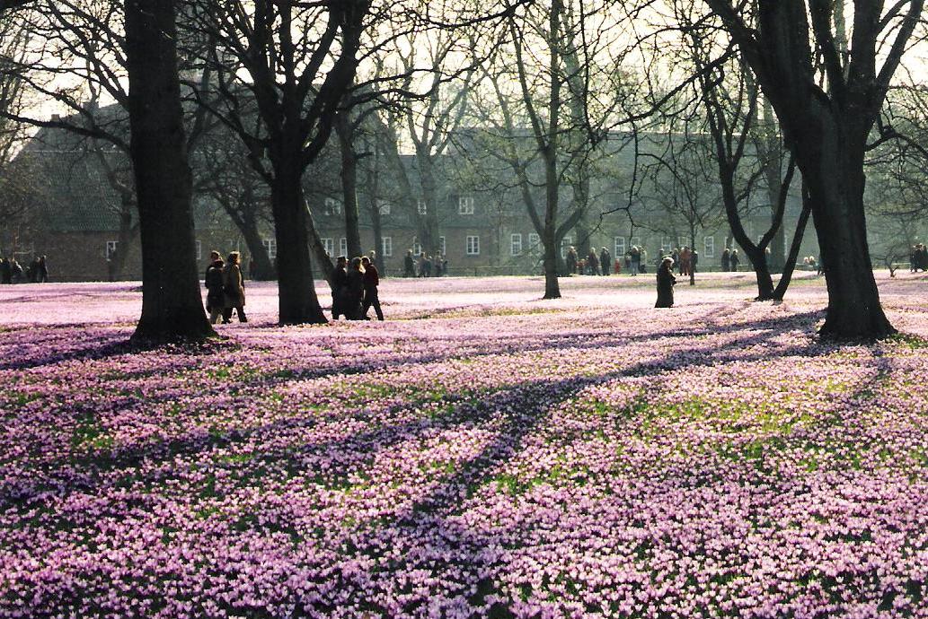 Krokusblüte in Husum 1