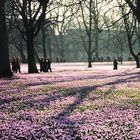 Krokusblüte in Husum 1