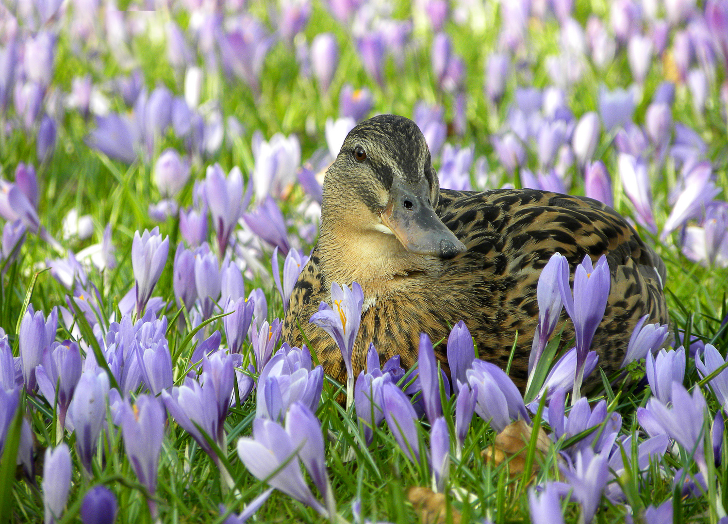 Krokusblüte in Husum