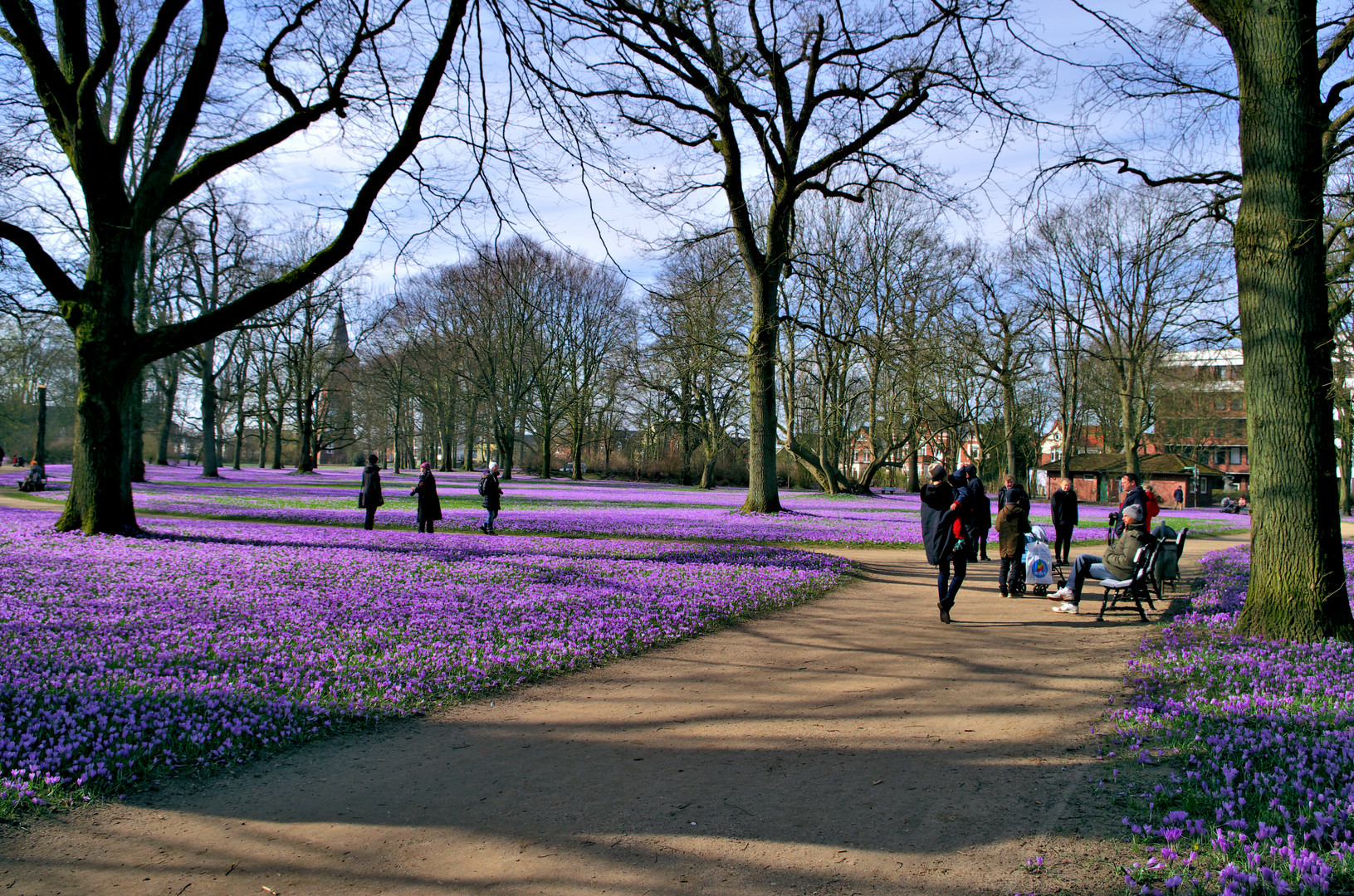 Krokusblüte in Husum 3