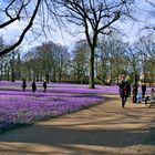 Krokusblüte in Husum 3